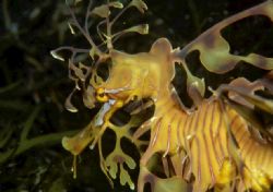 Leafy sea dragon ,kangaroo island austraila,like all seah... by Allen Ayling 